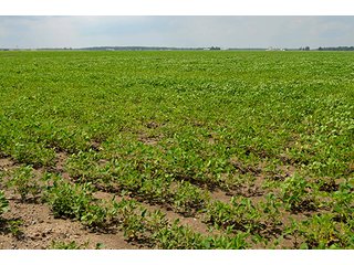 Property photo 18 - LAND AUCTION - 80+/- Acres offered in 1 Tract in Allen County